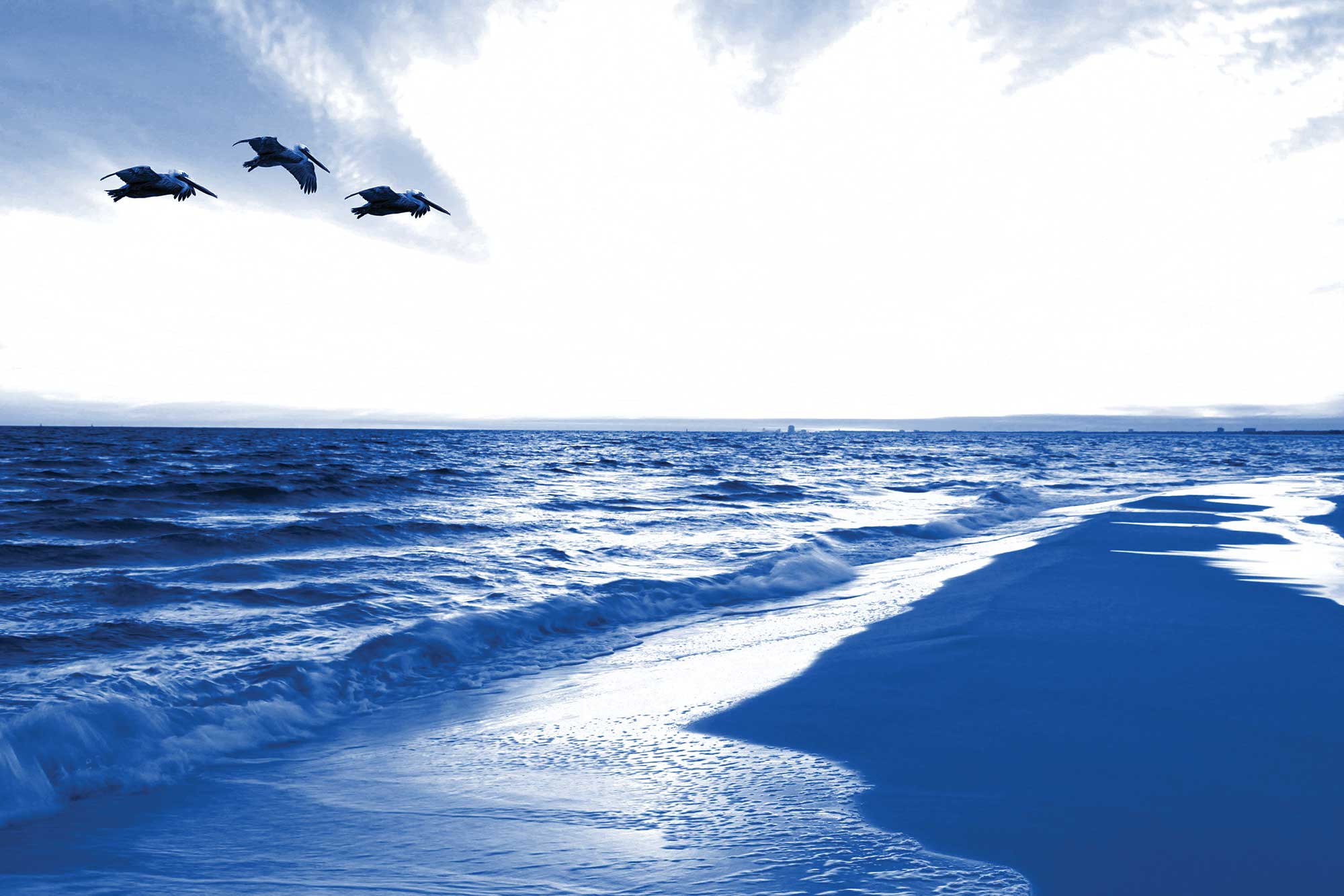 GILNG-23-001-BLUE-PELICANS